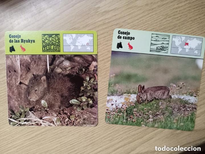 Coleccionismo cromos antiguos: FICHAS ANIMALES - CONEJO DE CAMPO - CONEJO DE LAS RYUKYU - Foto 1