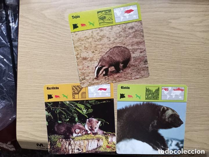 Coleccionismo cromos antiguos: FICHAS ANIMALES --- TEJON - GARDU&Ntilde;A - GLOTON - Foto 1