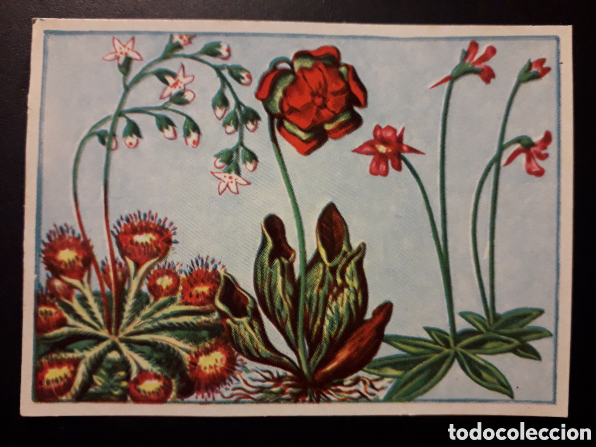 Coleccionismo Cromos antiguos: PLANTAS CARN&Iacute;VORAS HISTORIA NATURAL I N&deg; 89 ED BRUGUERA 1958 SIN PEGAR PEDIDO M&Iacute;NIMO 3&euro;