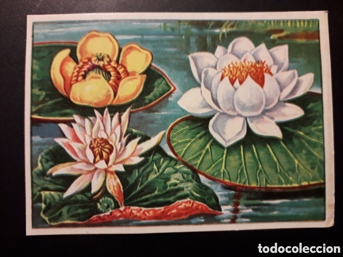 Coleccionismo Cromos antiguos: NINFEAS NEN&Uacute;FAR HISTORIA NATURAL I N&deg; 90 ED BRUGUERA 1958 SIN PEGAR PEDIDO M&Iacute;NIMO 3&euro;