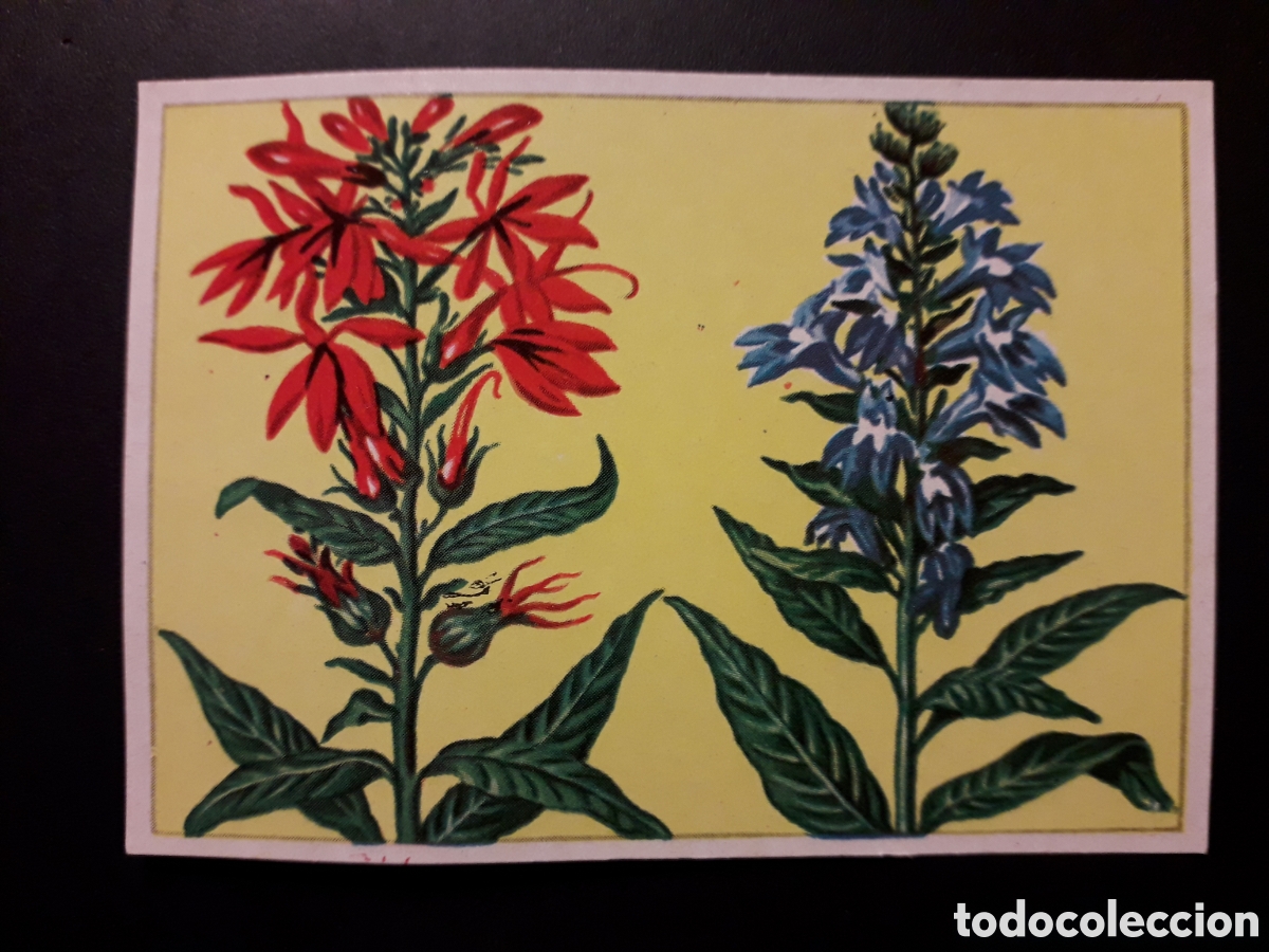 Coleccionismo Cromos antiguos: LOBELIAS HISTORIA NATURAL I N&deg; 96 ED BRUGUERA 1958 SIN PEGAR PEDIDO M&Iacute;NIMO 3&euro;