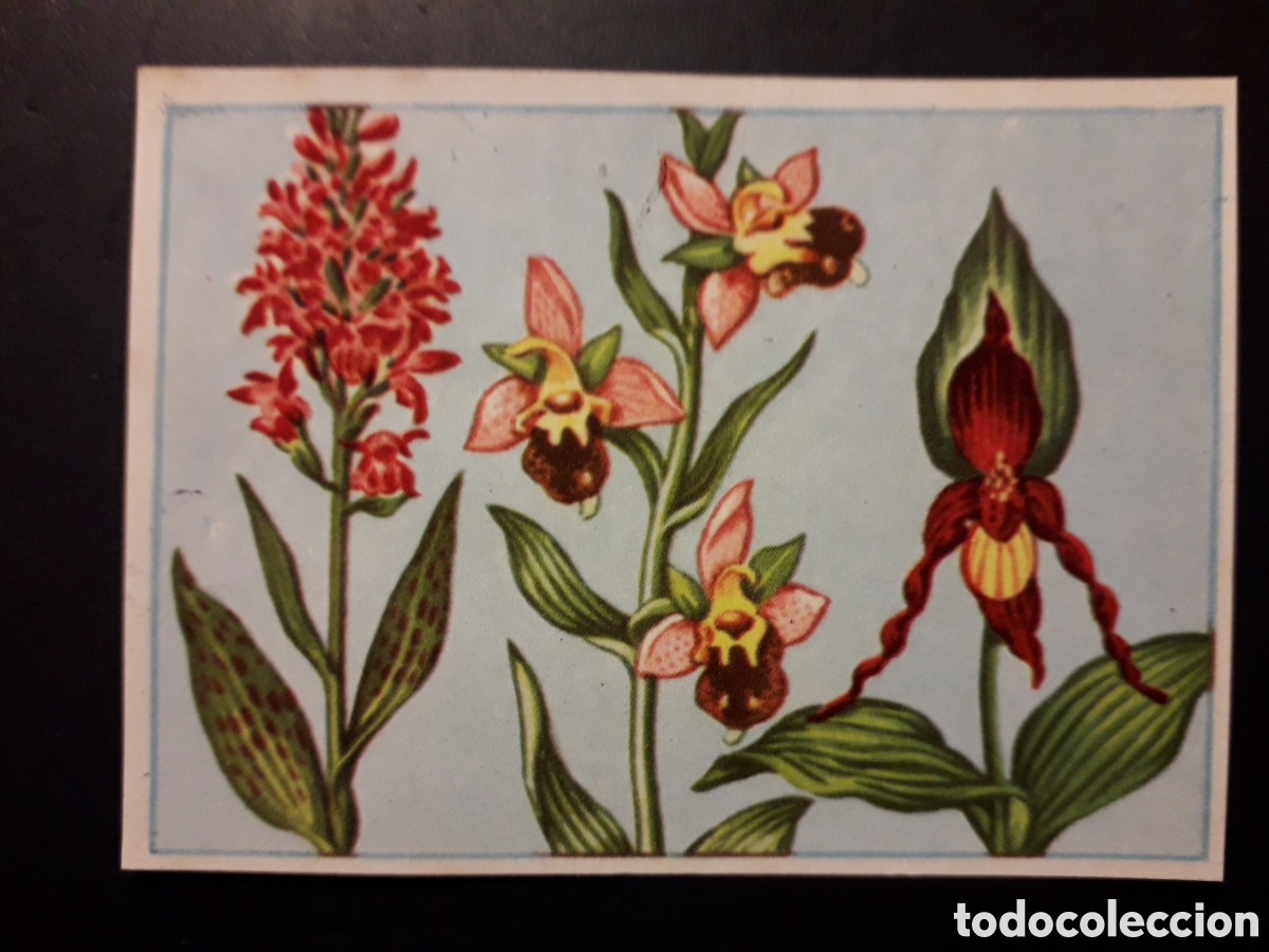 Coleccionismo Cromos antiguos: ORQU&Iacute;DEAS HISTORIA NATURAL I N&deg; 97 ED BRUGUERA 1958 SIN PEGAR PEDIDO M&Iacute;NIMO 3&euro;.