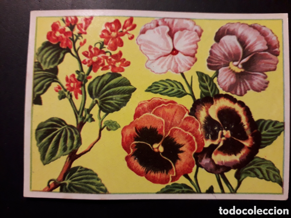 Coleccionismo Cromos antiguos: BEGONIA PENSAMIENTO HISTORIA NATURAL I N&deg; 101 ED BRUGUERA 1958 SIN PEGAR PEDIDO M&Iacute;NIMO 3&euro;.