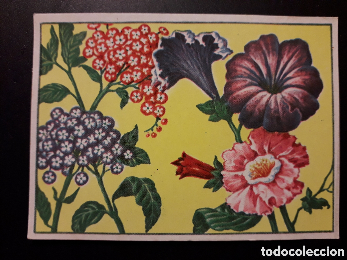 Coleccionismo Cromos antiguos: HELIOTROPOS PETUNIAS HISTORIA NATURAL I N&deg; 105 ED BRUGUERA 1958 SIN PEGAR PEDIDO M&Iacute;NIMO 3&euro;