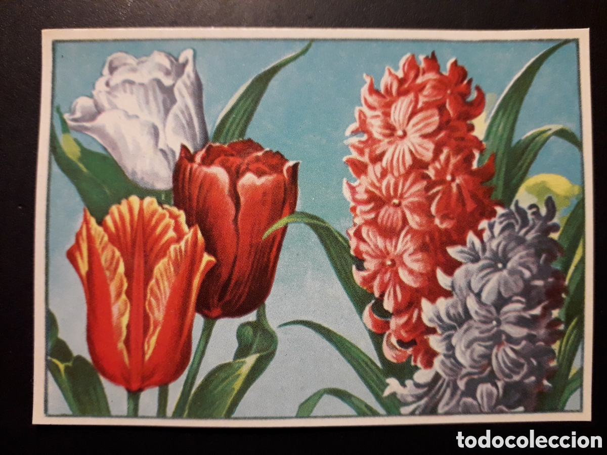 Coleccionismo Cromos antiguos: TULIPANES JACINTOS HISTORIA NATURAL I N&deg; 109 ED BRUGUERA 1958 SIN PEGAR PEDIDO M&Iacute;NIMO 3&euro;.