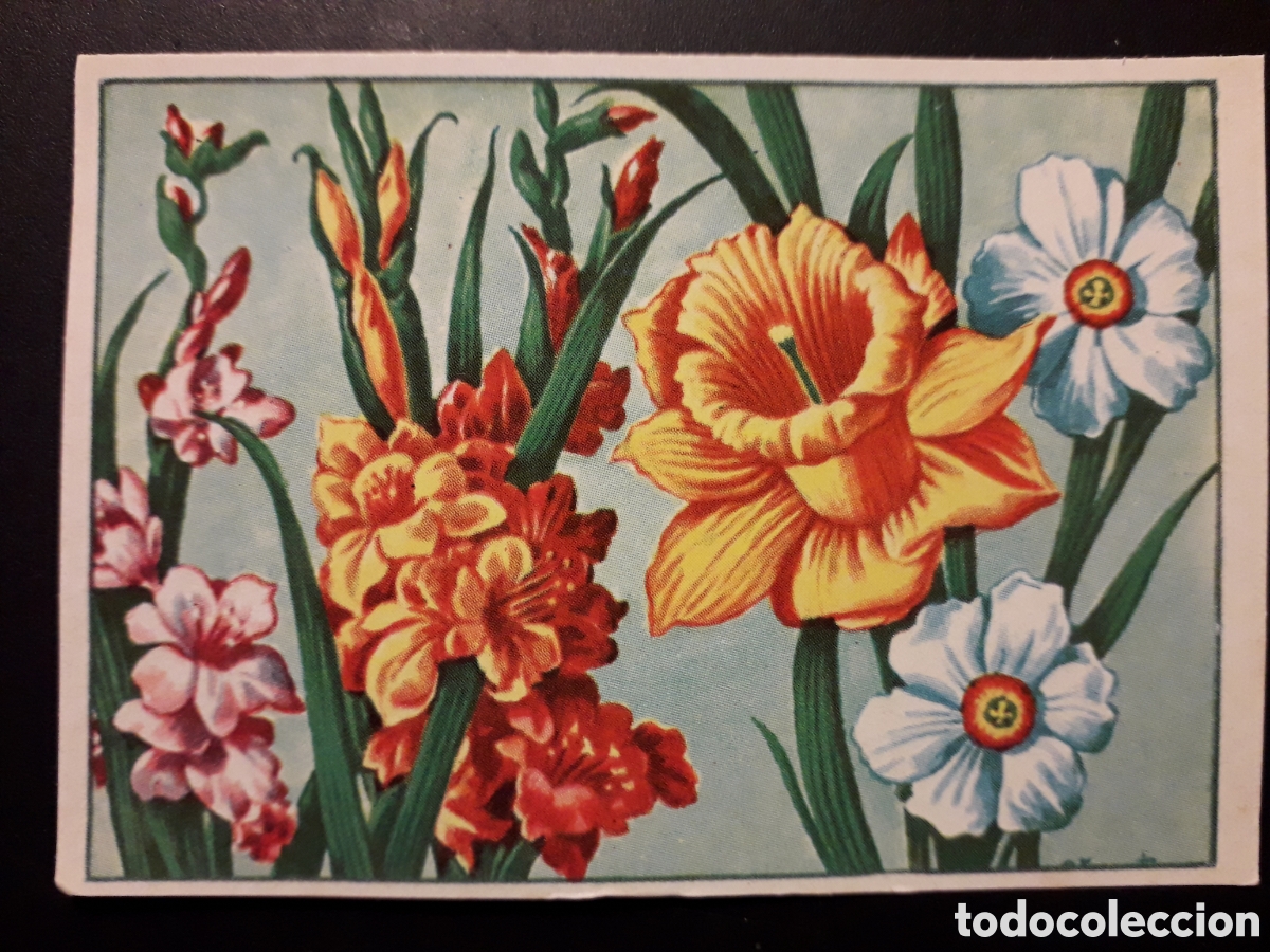 Coleccionismo Cromos antiguos: GLADIOLOS NARCISOS HISTORIA NATURAL I N&deg; 110 ED BRUGUERA 1958 SIN PEGAR PEDIDO M&Iacute;NIMO 3&euro;.