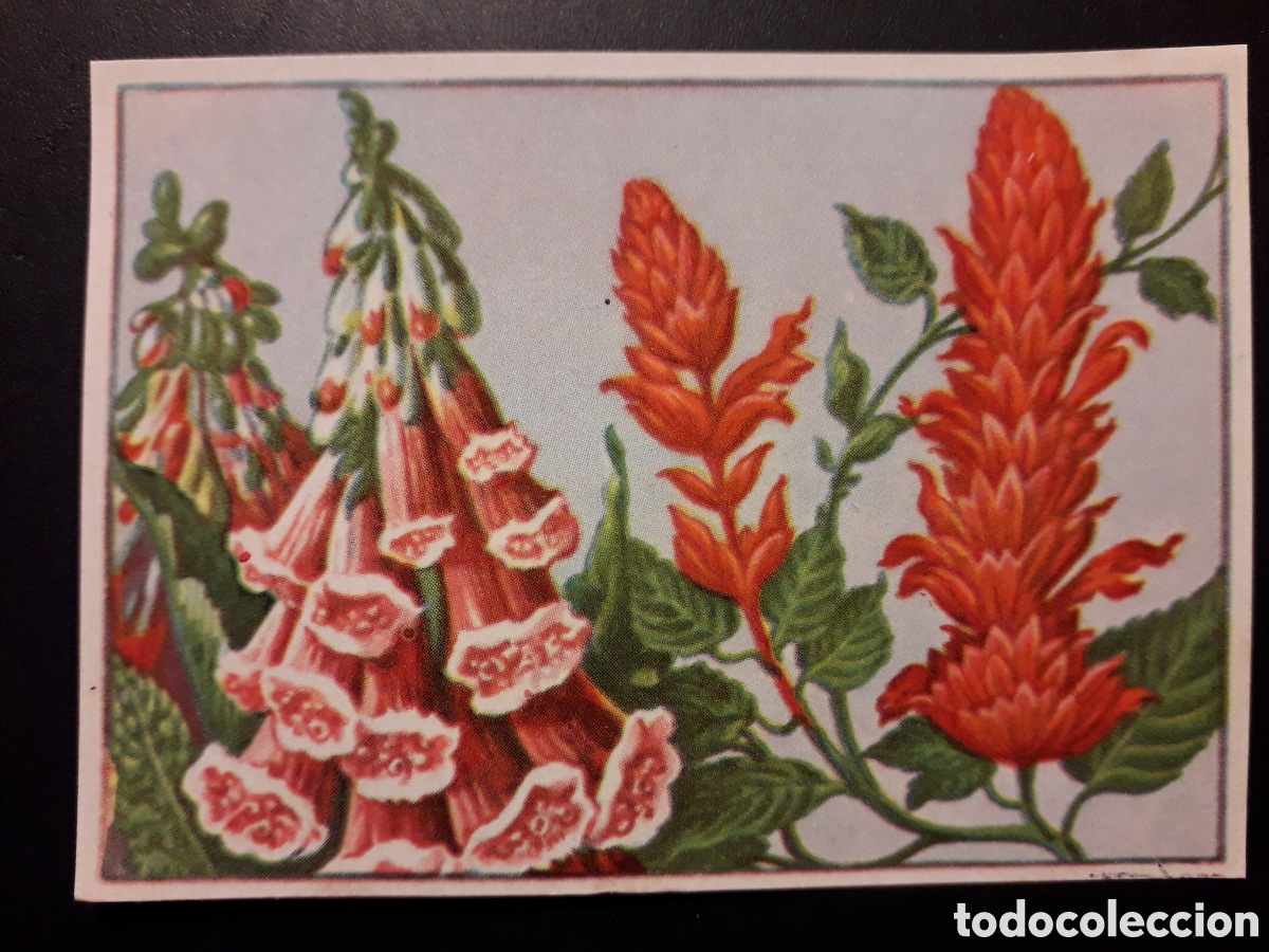 Coleccionismo Cromos antiguos: SALVIA DIGITAL HISTORIA NATURAL I N&deg; 113 ED BRUGUERA 1958 SIN PEGAR PEDIDO M&Iacute;NIMO 3&euro;
