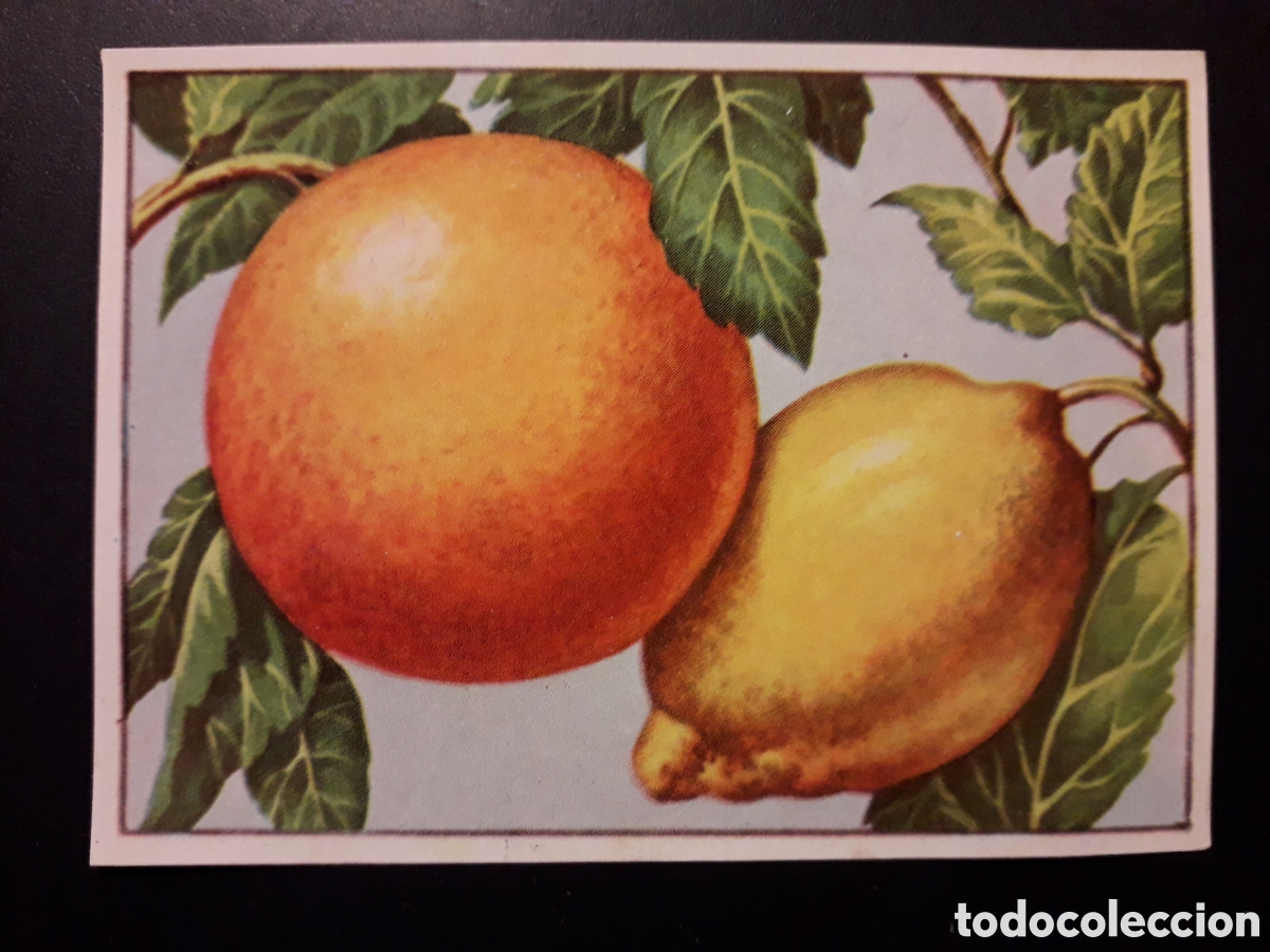 Coleccionismo Cromos antiguos: NARANJA LIM&Oacute;N HISTORIA NATURAL I N&deg; 120 ED BRUGUERA 1958 SIN PEGAR PEDIDO M&Iacute;NIMO 3&euro;