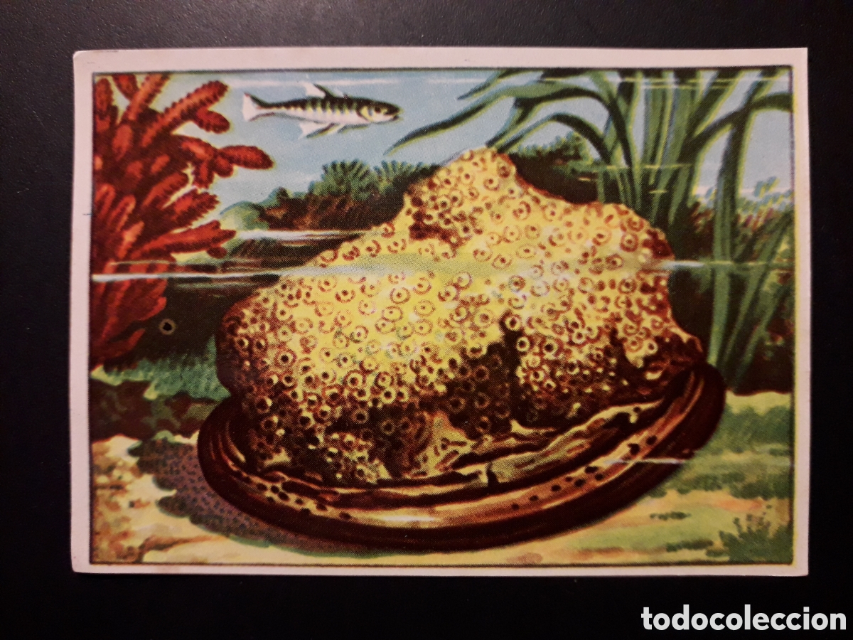 Coleccionismo Cromos antiguos: ESPONJA HISTORIA NATURAL I N&deg; 129 ED BRUGUERA 1958 SIN PEGAR PEDIDO M&Iacute;NIMO 3&euro;.