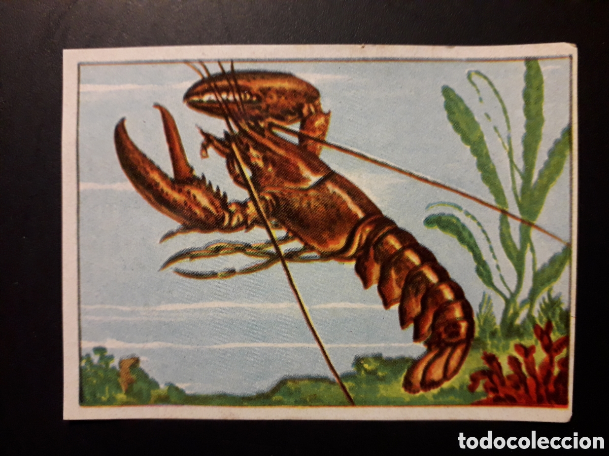 Coleccionismo Cromos antiguos: CRUST&Aacute;CEOS HISTORIA NATURAL I N&deg; 134 ED BRUGUERA 1958 SIN PEGAR PEDIDO M&Iacute;NIMO 3&euro;