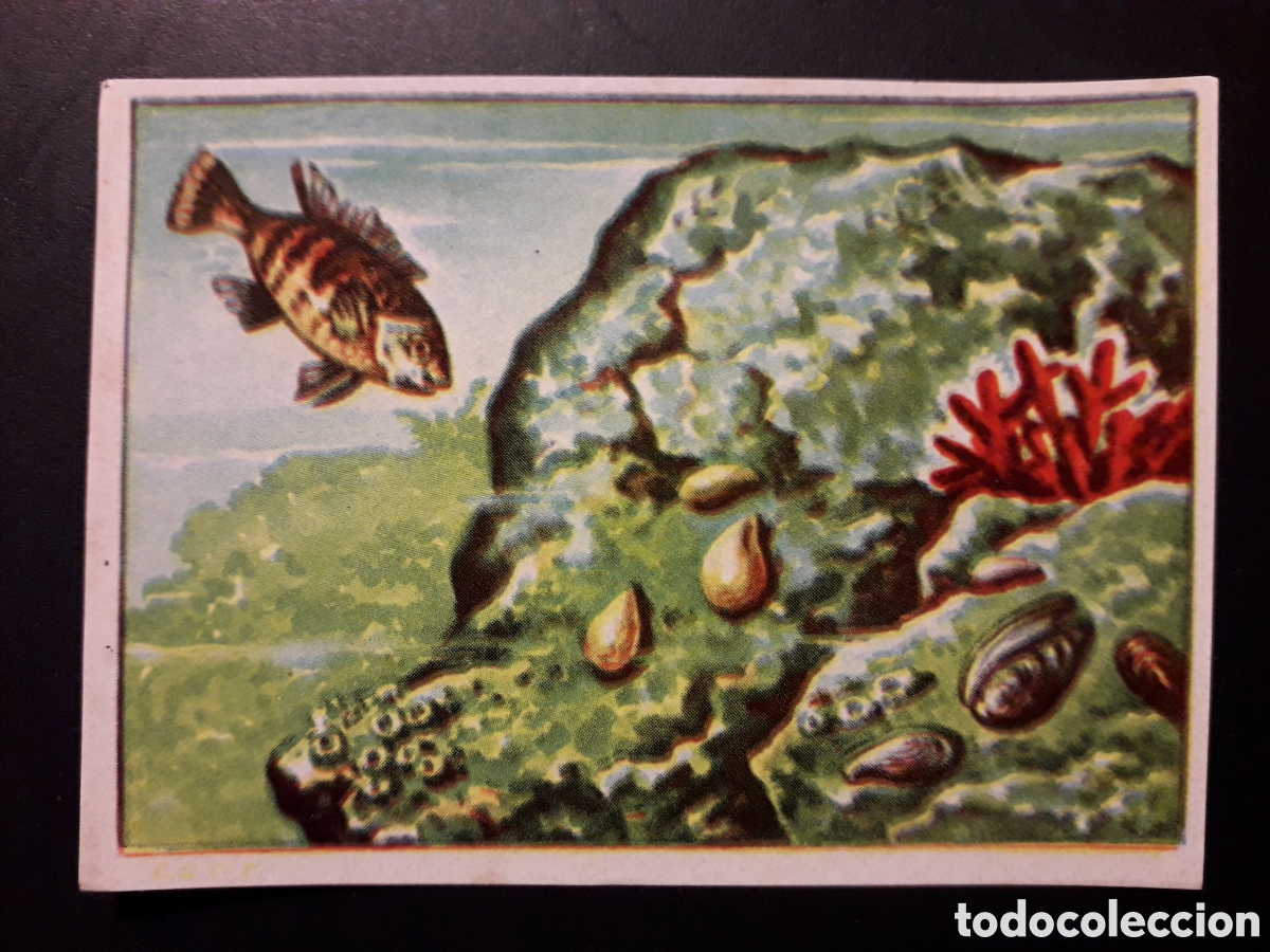Coleccionismo Cromos antiguos: MOLUSCOS HISTORIA NATURAL I N&deg; 135 ED BRUGUERA 1958 SIN PEGAR PEDIDO M&Iacute;NIMO 3&euro;