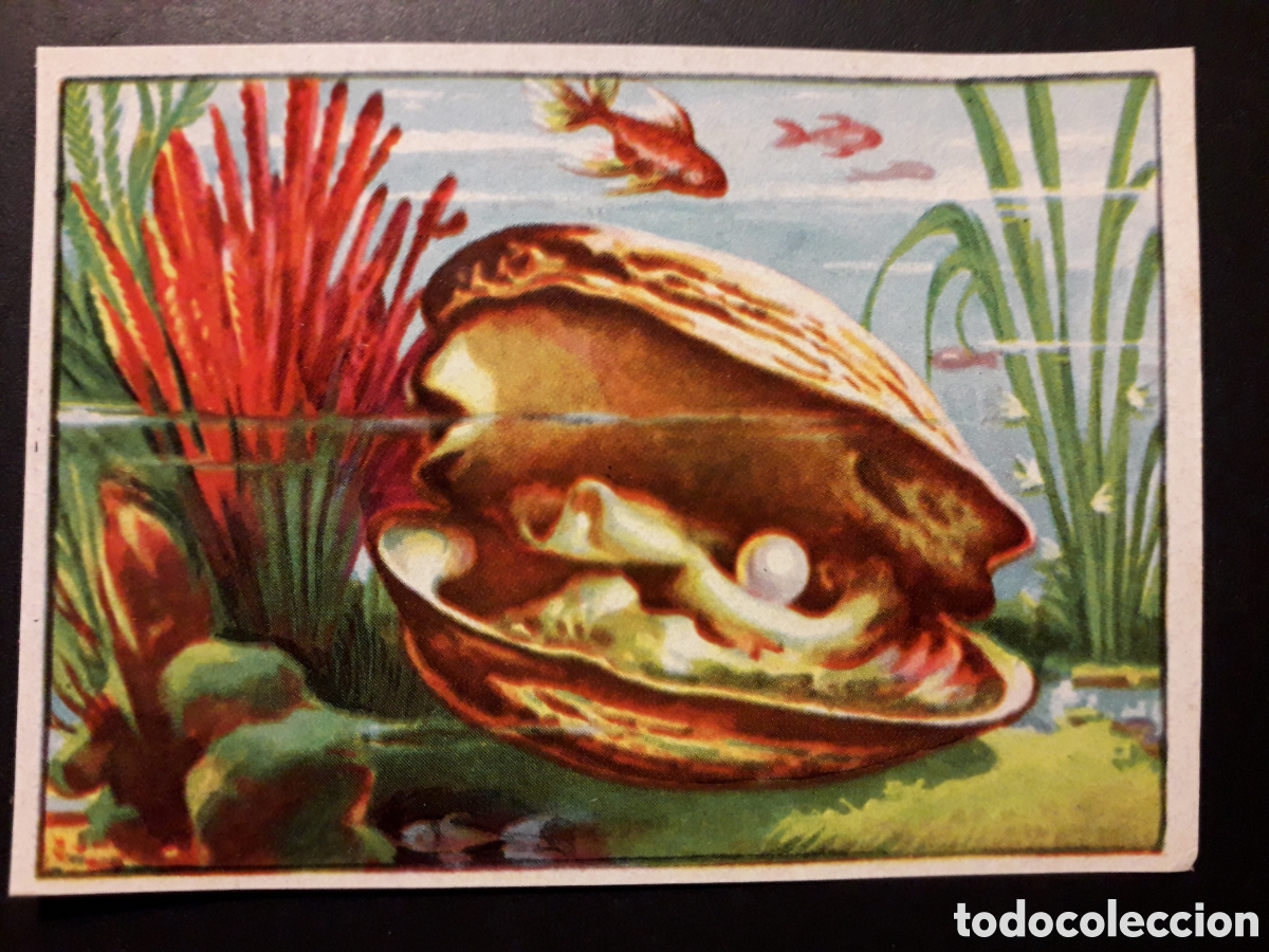 Coleccionismo Cromos antiguos: OSTRA HISTORIA NATURAL I N&deg; 140 ED BRUGUERA 1958 SIN PEGAR PEDIDO M&Iacute;NIMO 3&euro;.