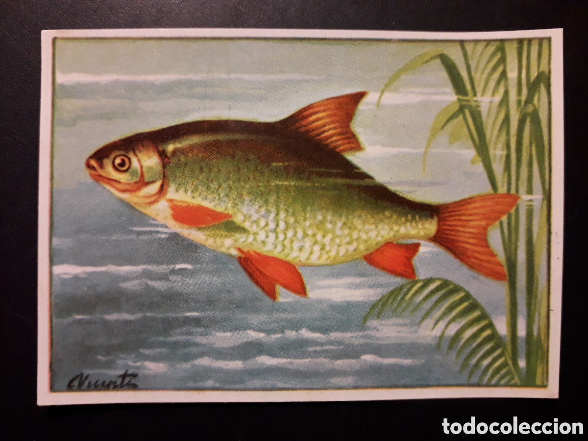 Coleccionismo Cromos antiguos: PEZ DE R&Iacute;O HISTORIA NATURAL I N&deg; 149 ED BRUGUERA 1958 SIN PEGAR PEDIDO M&Iacute;NIMO 3&euro;