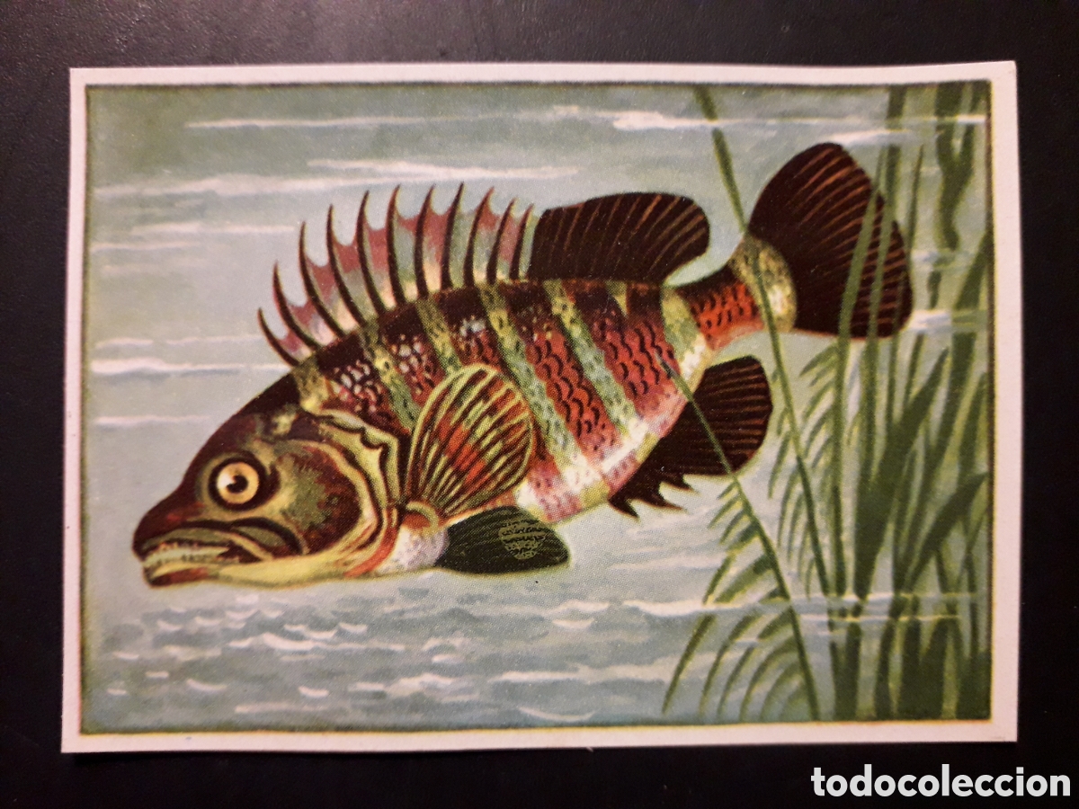 Coleccionismo Cromos antiguos: SERRANO HISTORIA NATURAL I N&deg; 150 ED BRUGUERA 1958 SIN PEGAR PEDIDO M&Iacute;NIMO 3&euro;