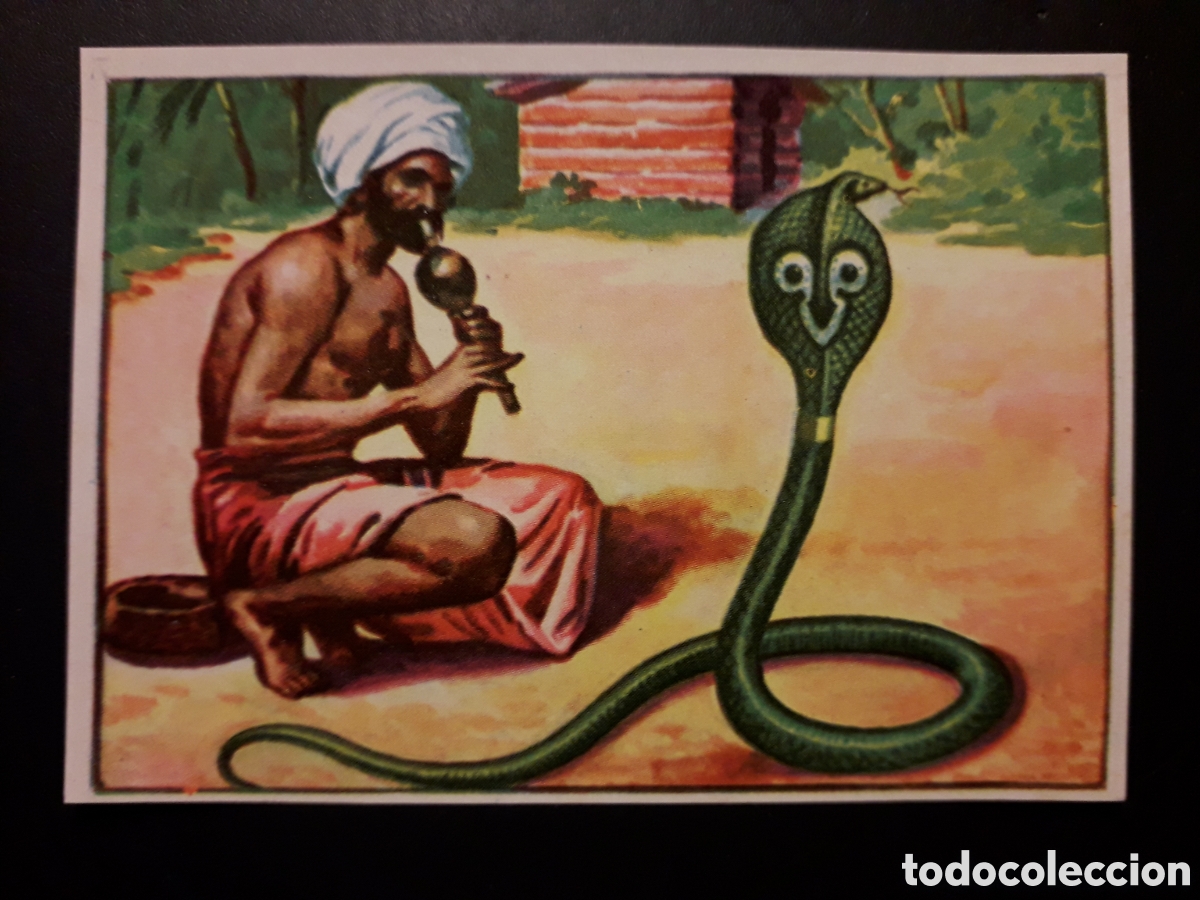 Coleccionismo Cromos antiguos: COBRA HISTORIA NATURAL I N&deg; 219 ED BRUGUERA 1958 SIN PEGAR PEDIDO M&Iacute;NIMO 3&euro;