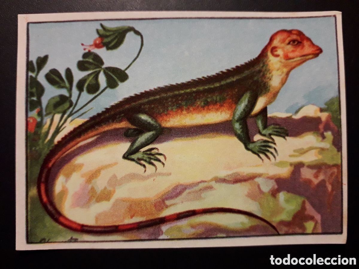 Coleccionismo Cromos antiguos: AGAMO HISTORIA NATURAL I N&deg; 227 ED BRUGUERA 1958 SIN PEGAR PEDIDO M&Iacute;NIMO 3&euro;.