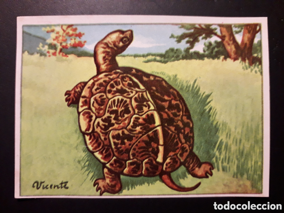 Coleccionismo Cromos antiguos: GAL&Aacute;PAGO DE EUROPA HISTORIA NATURAL I N&deg; 232 ED BRUGUERA 1958 SIN PEGAR PEDIDO M&Iacute;NIMO 3&euro;