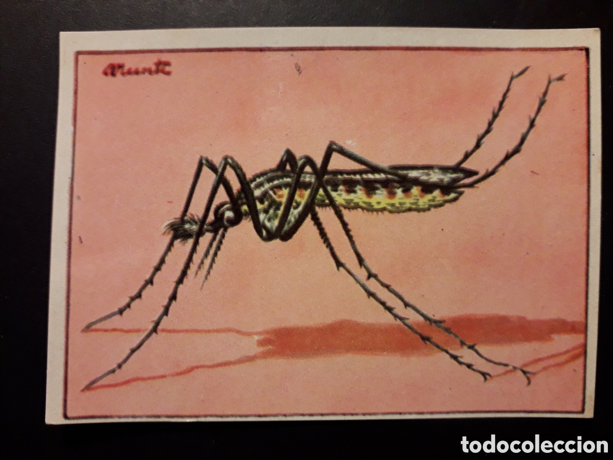 Colecionismo Cromos antigos: MOSQUITO HISTORIA NATURAL II N&deg; 254 ED BRUGUERA 1958 SIN PEGAR PEDIDO M&Iacute;NIMO 3&euro;