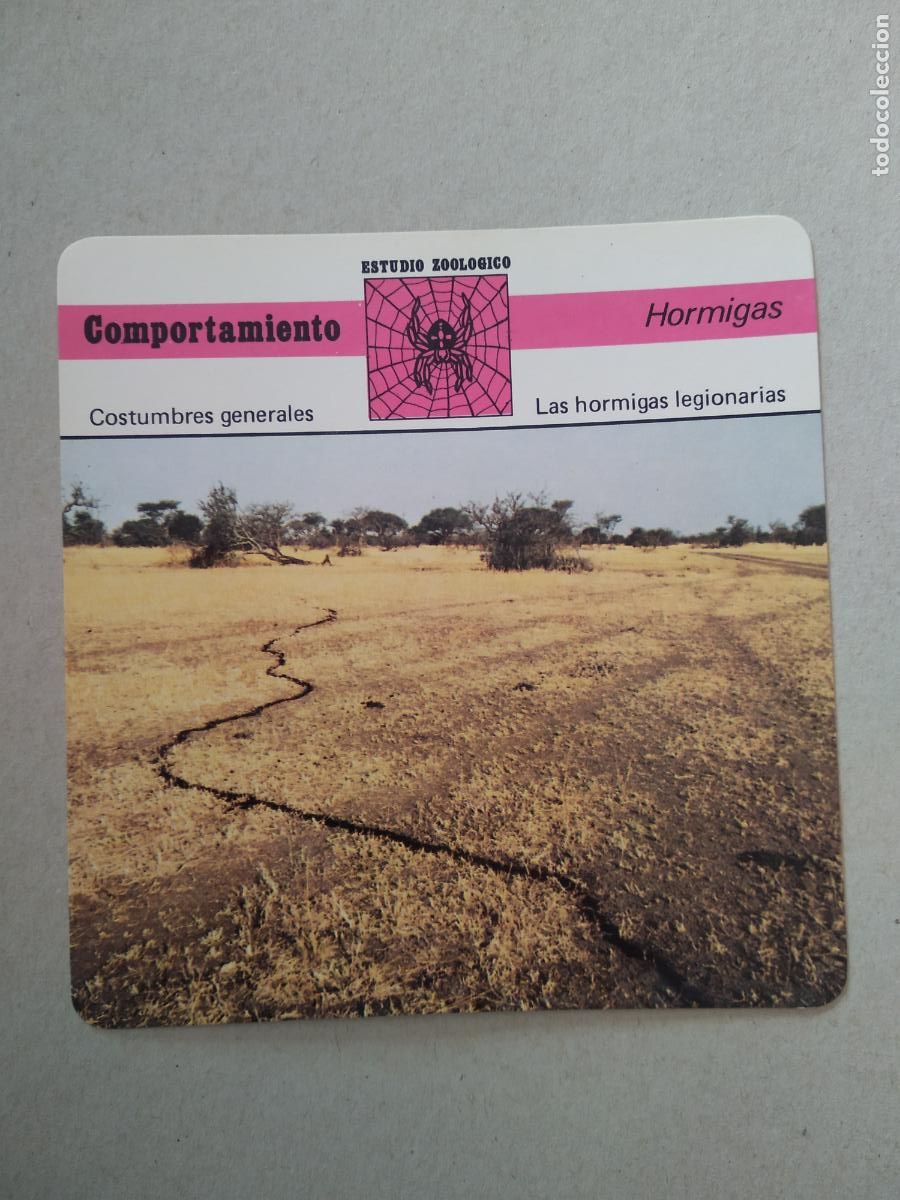 Coleccionismo cromos antiguos: LAS HORMIGAS LEGIONARIAS HORMIGAS FICHA EDICIONES RENCONTRE SAPE MATEU CROMO