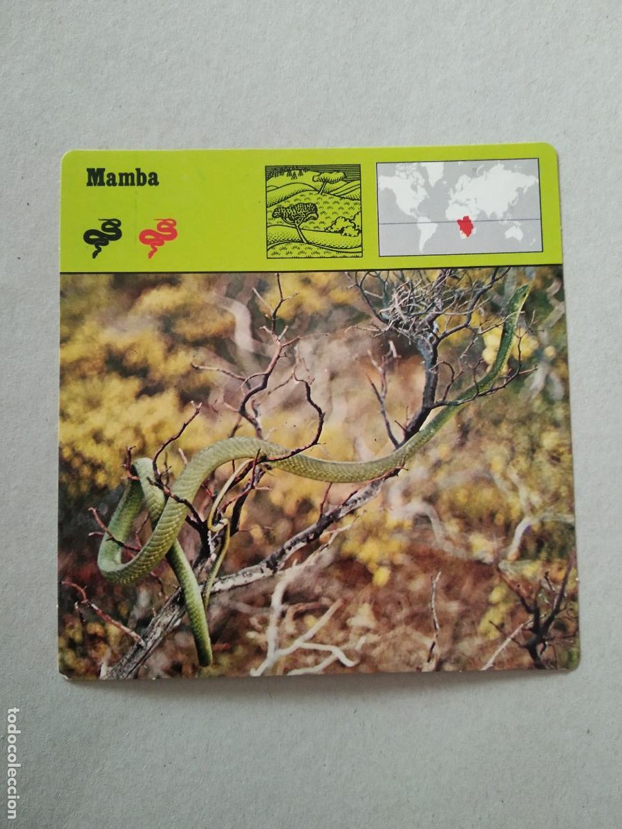 Collectable Antique Stickers: MAMBA FICHA EDICIONES RENCONTRE SAPE MATEU CROMO