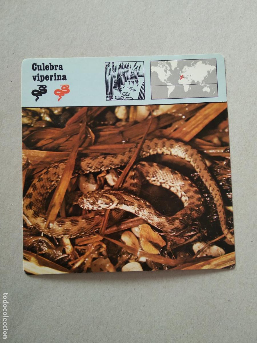 Collectable Antique Stickers: CULEBRA VIPERINA FICHA EDICIONES RENCONTRE SAPE MATEU CROMO