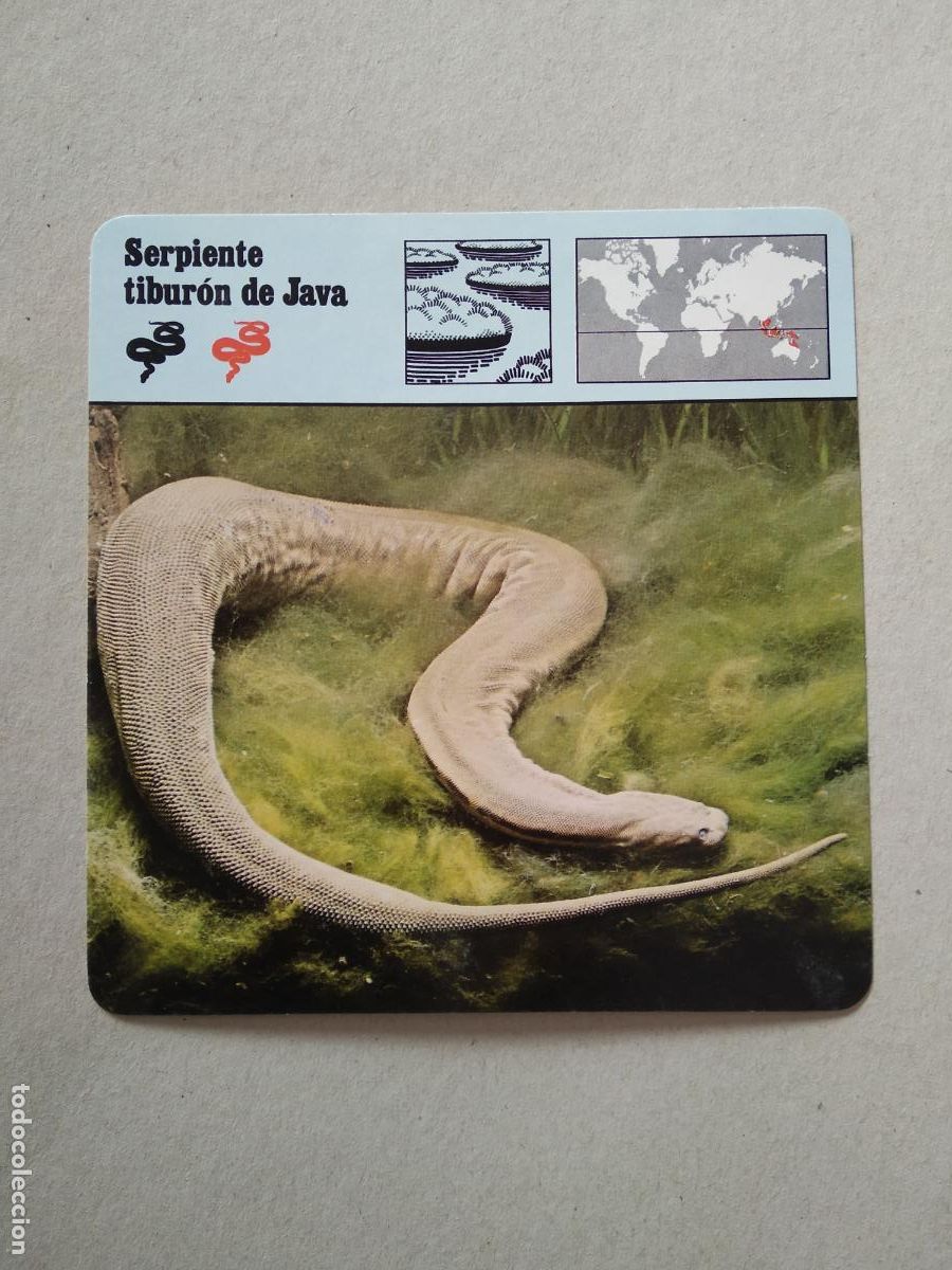 Coleccionismo cromos antiguos: SERPIENTE TIBURON DE JAVA FICHA EDICIONES RENCONTRE SAPE MATEU CROMO - Foto 1