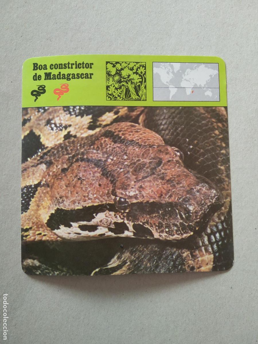 Collectable Antique Stickers: BOA CONSTRICTOR DE MADAGASCAR FICHA EDICIONES RENCONTRE SAPE MATEU CROMO