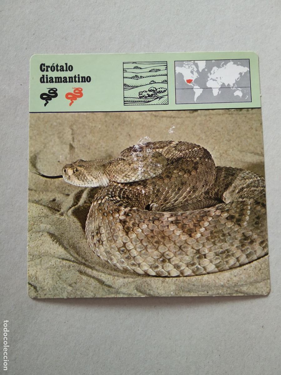 Sammeln alte Sammelbilder: CROTALO DIAMANTINO FICHA EDICIONES RENCONTRE SAPE MATEU CROMO