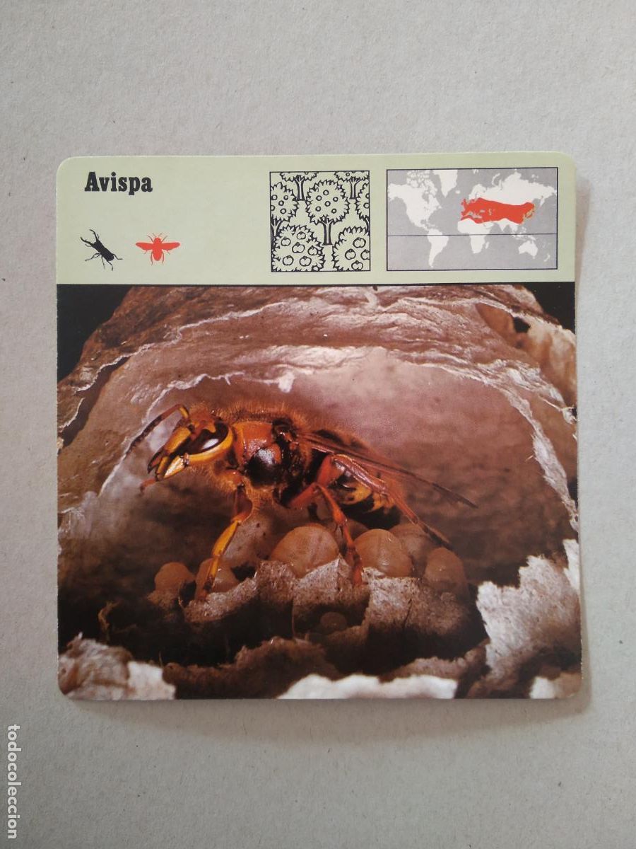 Coleccionismo cromos antiguos: AVISPA FICHA EDICIONES RENCONTRE SAPE MATEU CROMO - Foto 1