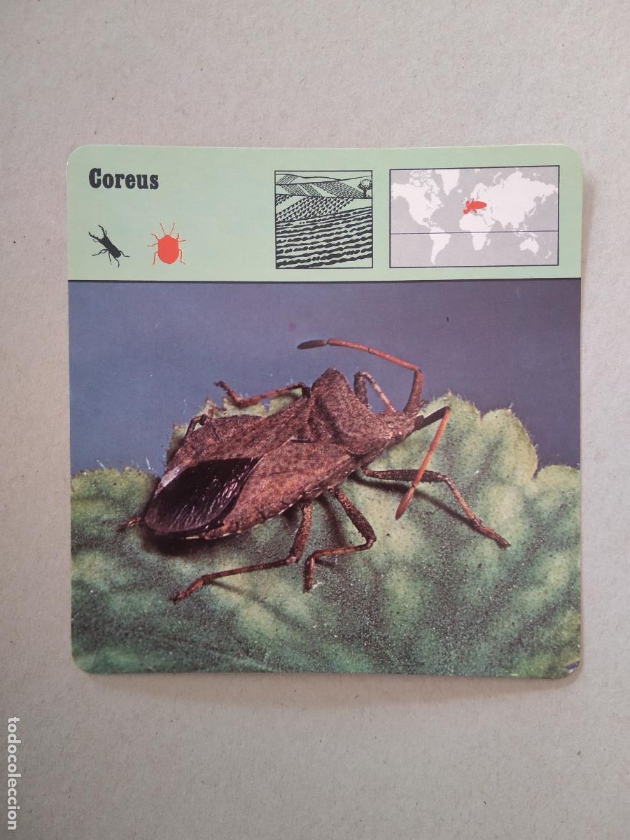 Coleccionismo cromos antiguos: COREUS FICHA EDICIONES RENCONTRE SAPE MATEU CROMO - Foto 1