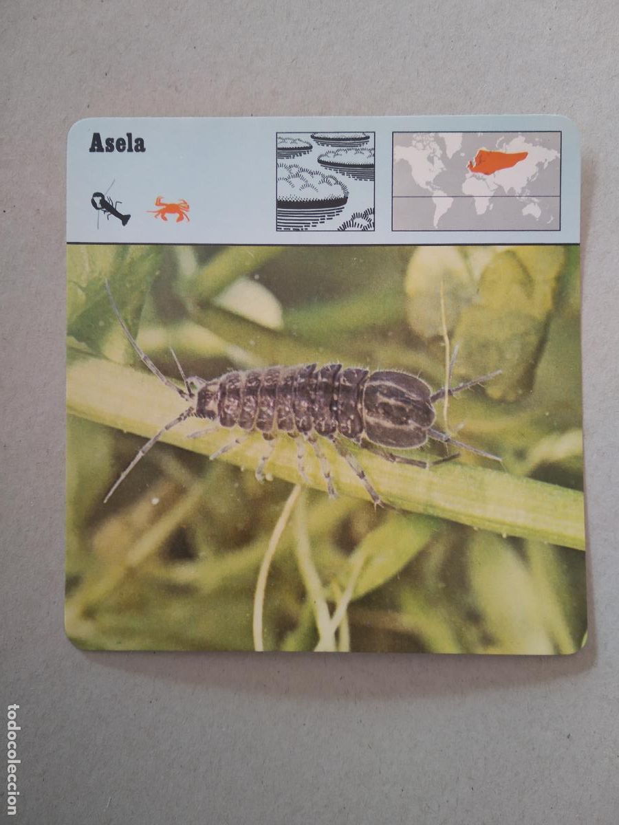 Collectable Antique Stickers: ASELA FICHA EDICIONES RENCONTRE SAPE MATEU CROMO