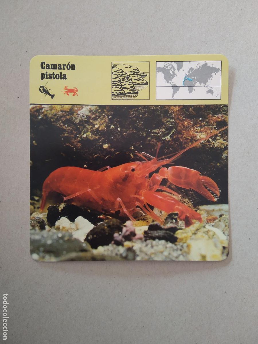 Coleccionismo Cromos antiguos: CAMARON PISTOLA FICHA EDICIONES RENCONTRE SAPE MATEU CROMO