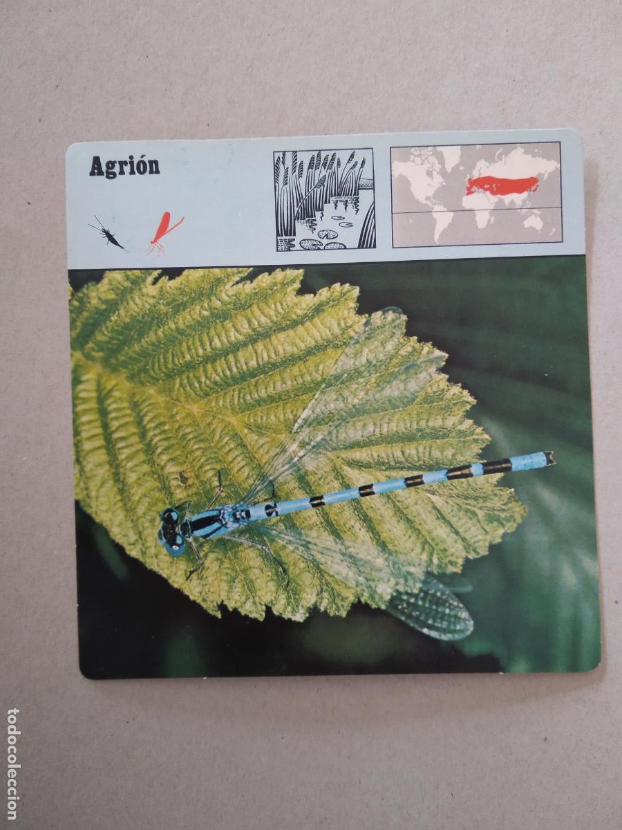 Sammeln alte Sammelbilder: AGRION FICHA EDICIONES RENCONTRE SAPE MATEU CROMO