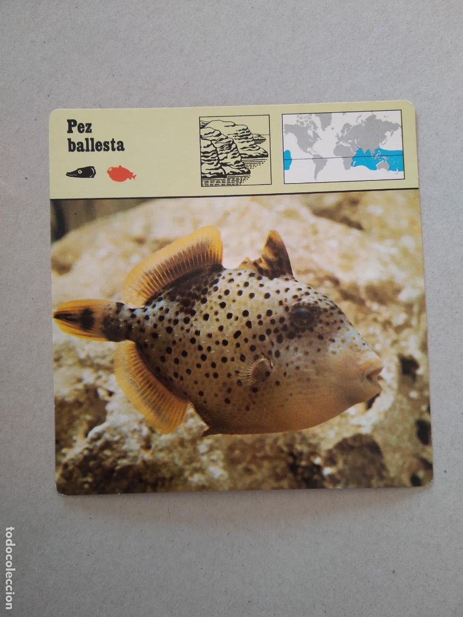 Sammeln alte Sammelbilder: PEZ BALLESTA FICHA EDICIONES RENCONTRE SAPE MATEU CROMO