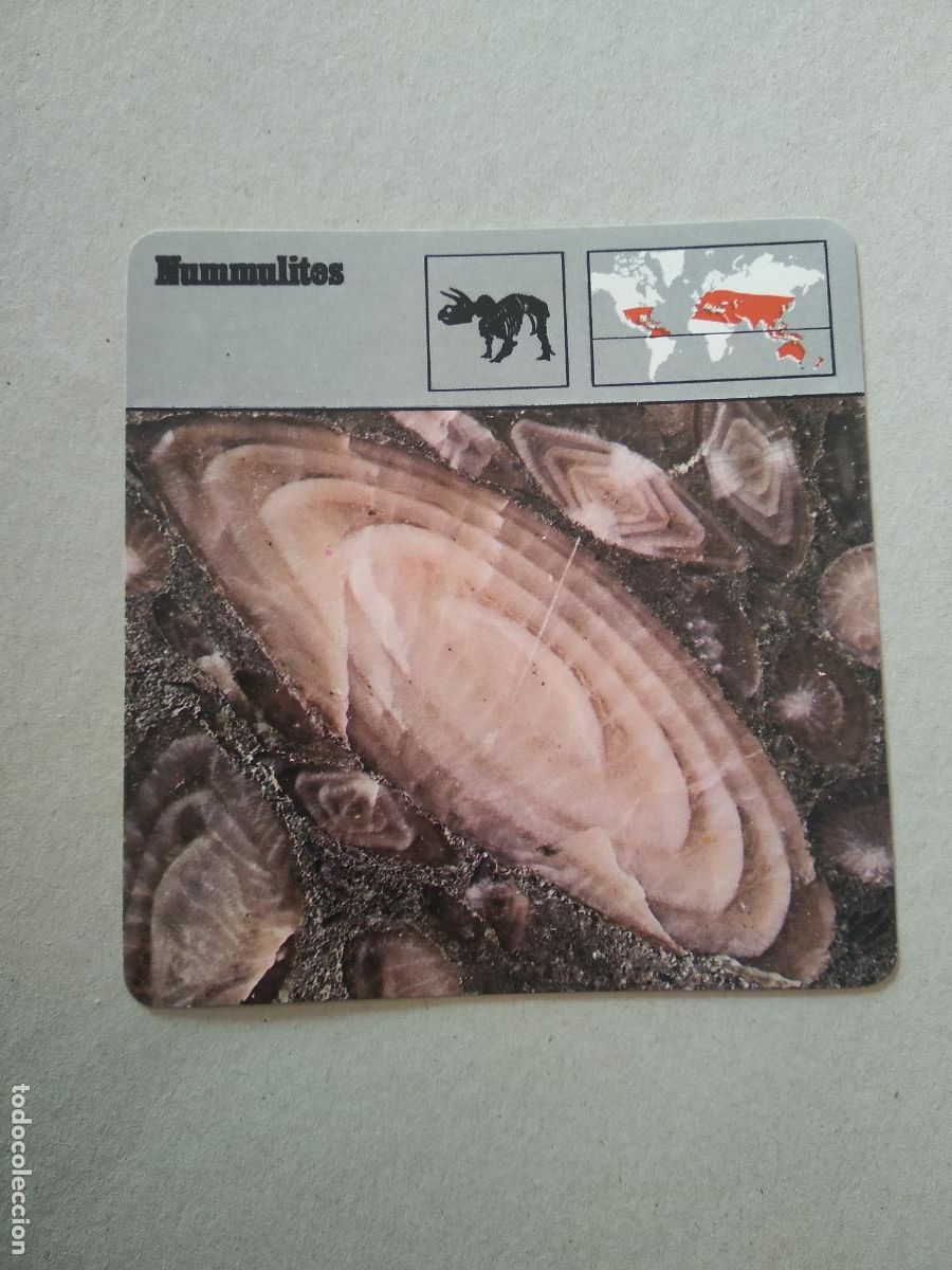 Collezionismo Figurine antiche: NUMMULITES FICHA EDICIONES RENCONTRE SAPE MATEU CROMO