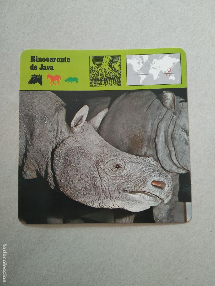 Coleccionismo cromos antiguos: RINOCERONTE DE JAVA FICHA EDICIONES RENCONTRE SAPE MATEU CROMO - Foto 1