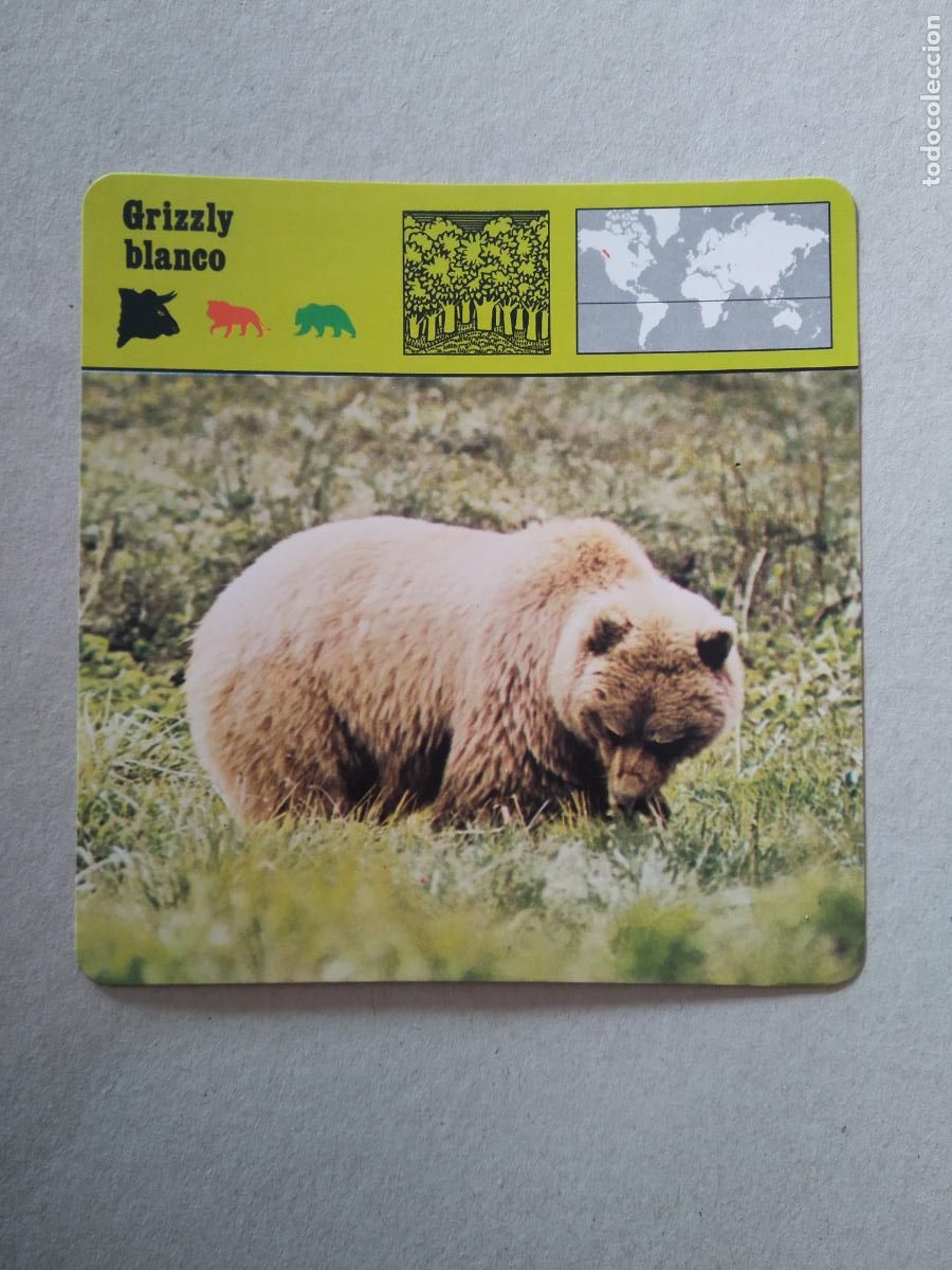 Sammeln alte Sammelbilder: GRIZZLY BLANCO FICHA EDICIONES RENCONTRE SAPE MATEU CROMO