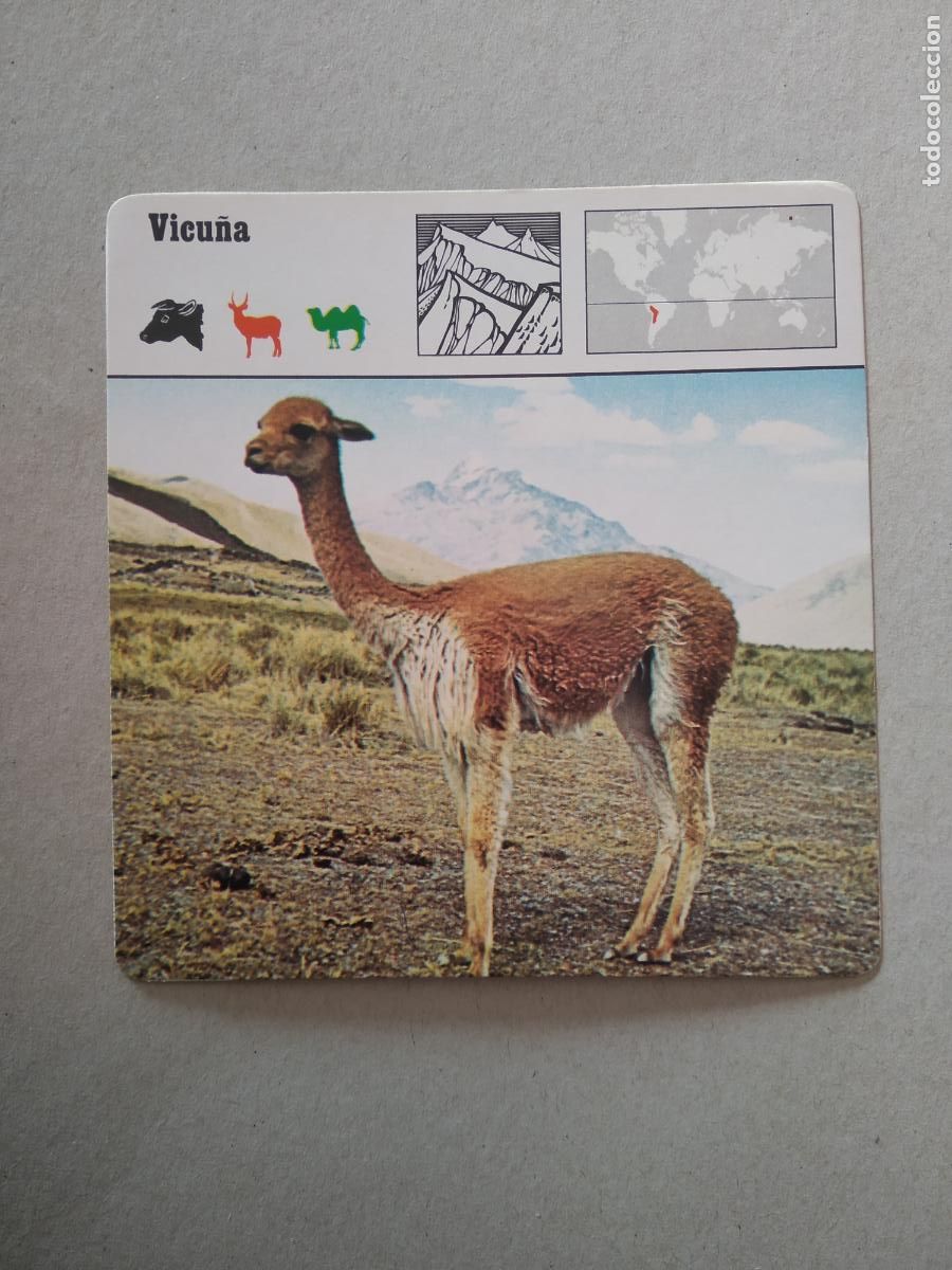 Colecionismo Cromos antigos: VICU&Ntilde;A FICHA EDICIONES RENCONTRE SAPE MATEU CROMO