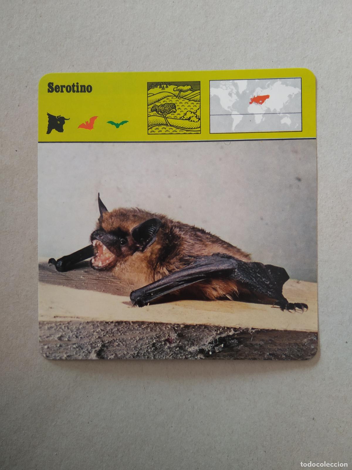 Collectable Antique Stickers: SEROTINO FICHA EDICIONES RENCONTRE SAPE MATEU CROMO
