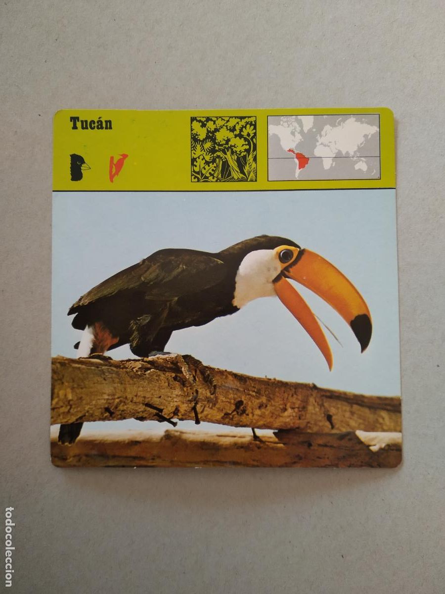 Collectable Antique Stickers: TUCAN FICHA EDICIONES RENCONTRE SAPE MATEU CROMO