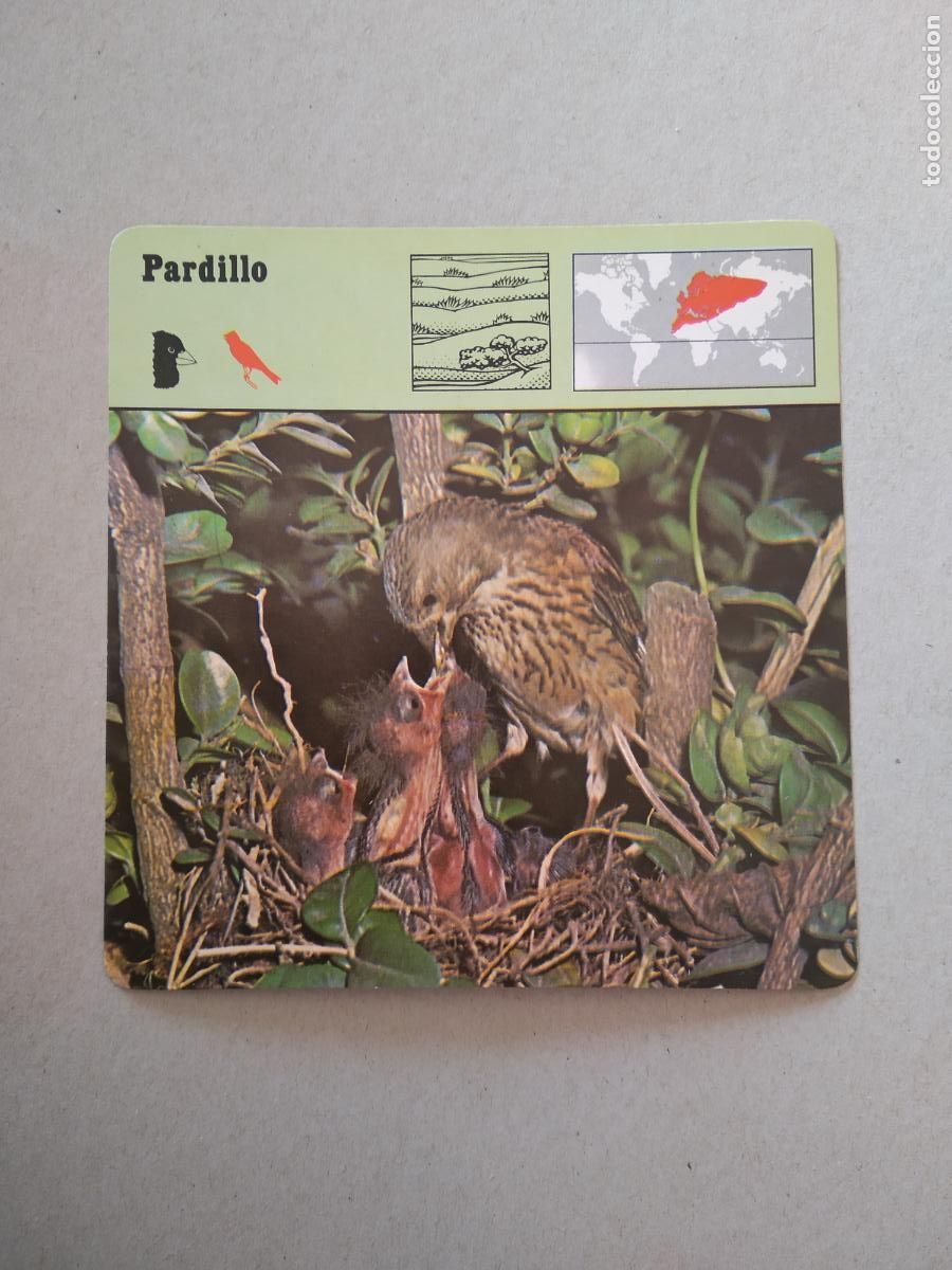 Coleccionismo Cromos antiguos: PARDILLO FICHA EDICIONES RENCONTRE SAPE MATEU CROMO