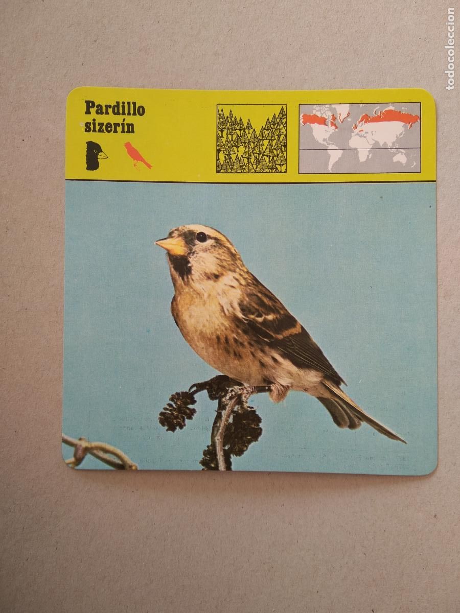 Coleccionismo Cromos antiguos: PARDILLO SIZERIN FICHA EDICIONES RENCONTRE SAPE MATEU CROMO