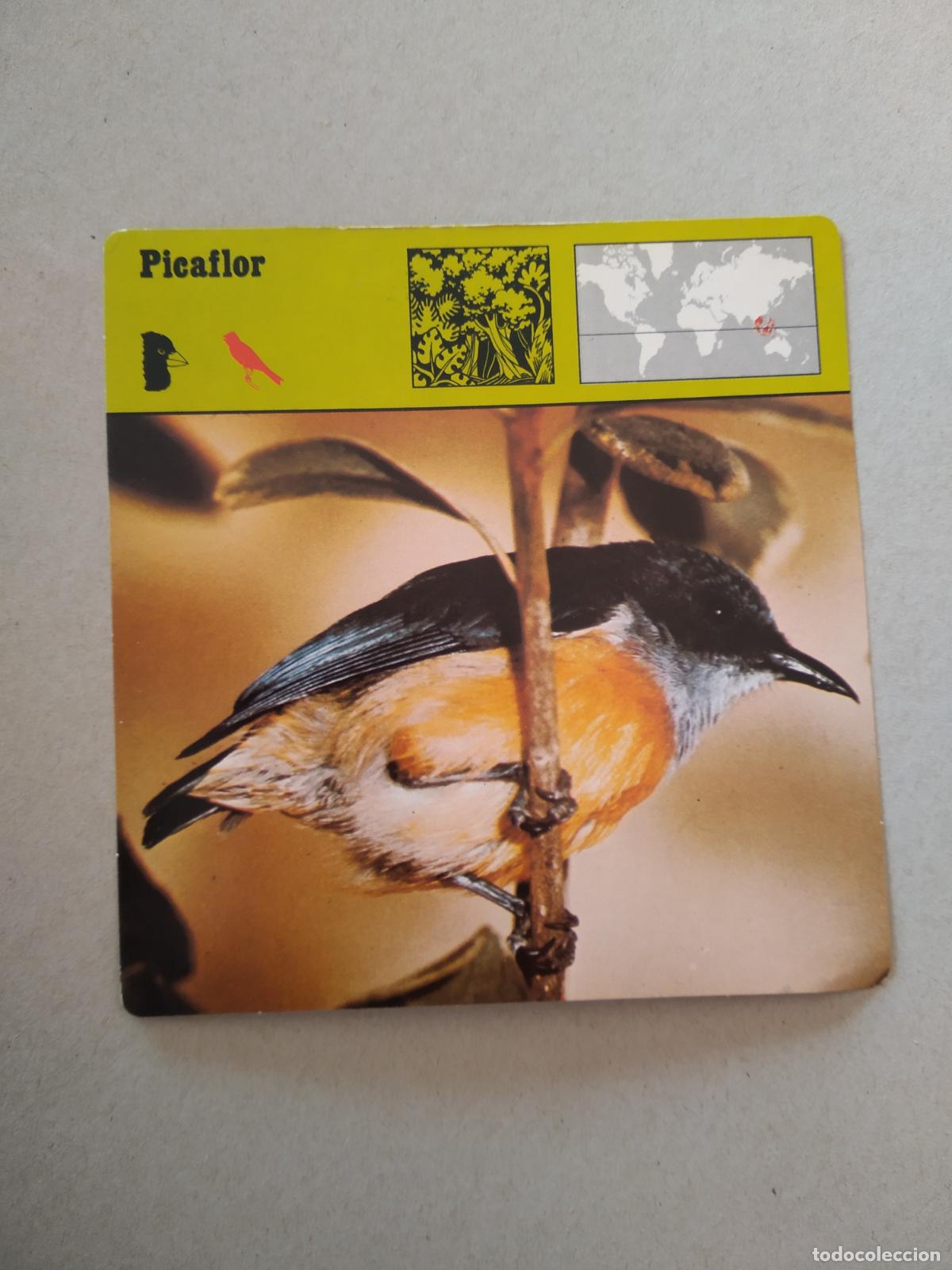 Sammeln alte Sammelbilder: PICAFLOR FICHA EDICIONES RENCONTRE SAPE MATEU CROMO