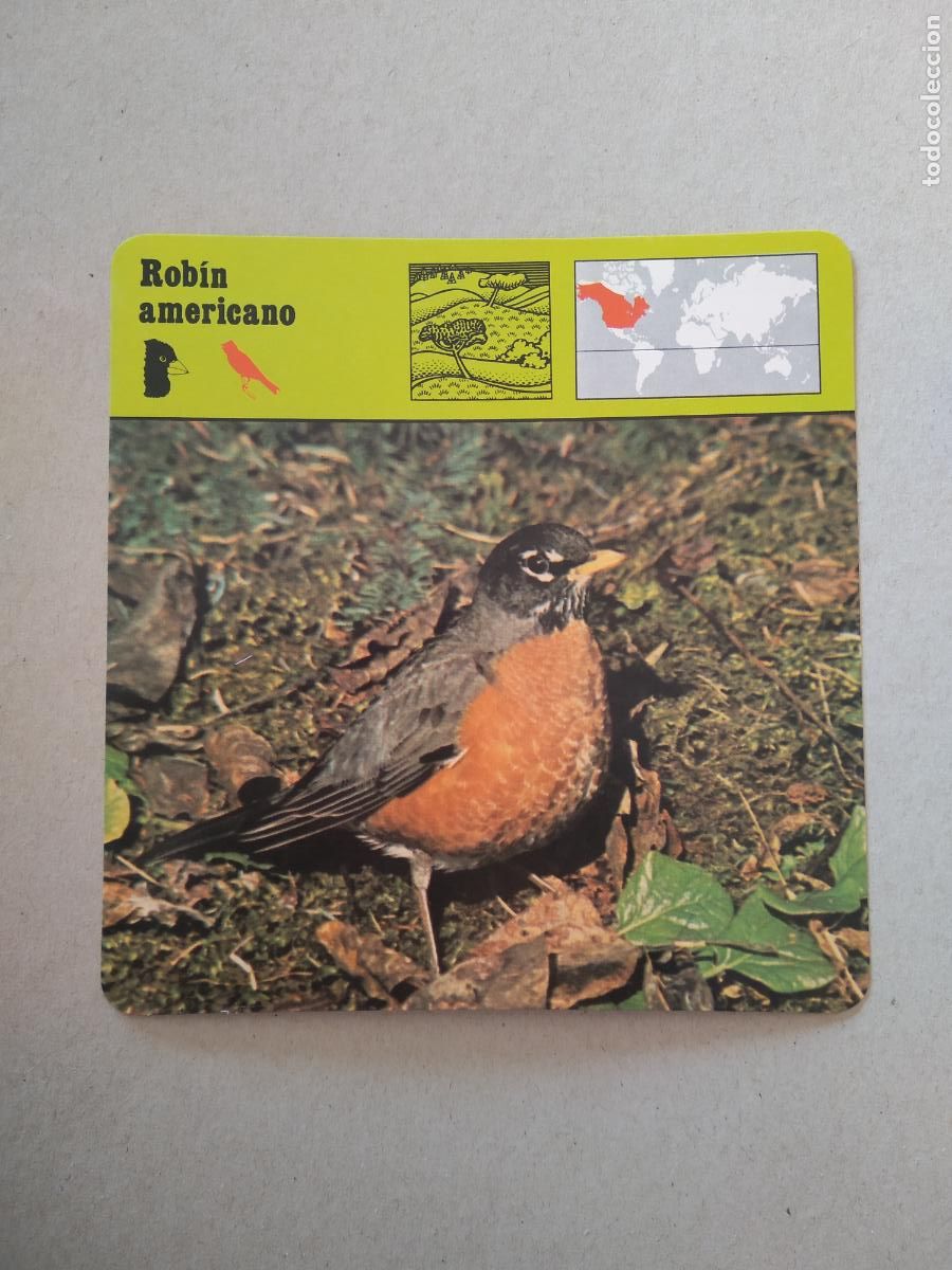 Sammeln alte Sammelbilder: ROBIN AMERICANO FICHA EDICIONES RENCONTRE SAPE MATEU CROMO