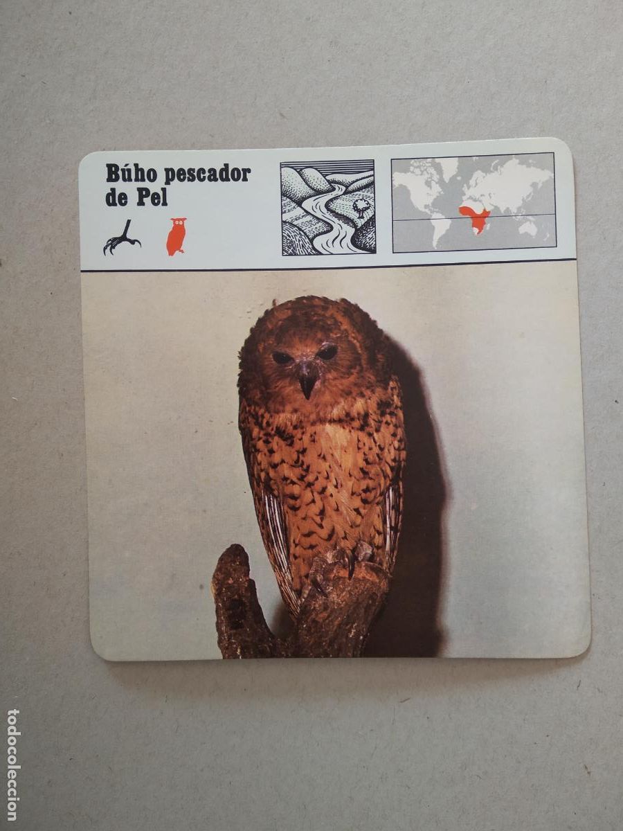 Coleccionismo cromos antiguos: BUHO PESCADOR DE PEL FICHA EDICIONES RENCONTRE SAPE MATEU CROMO