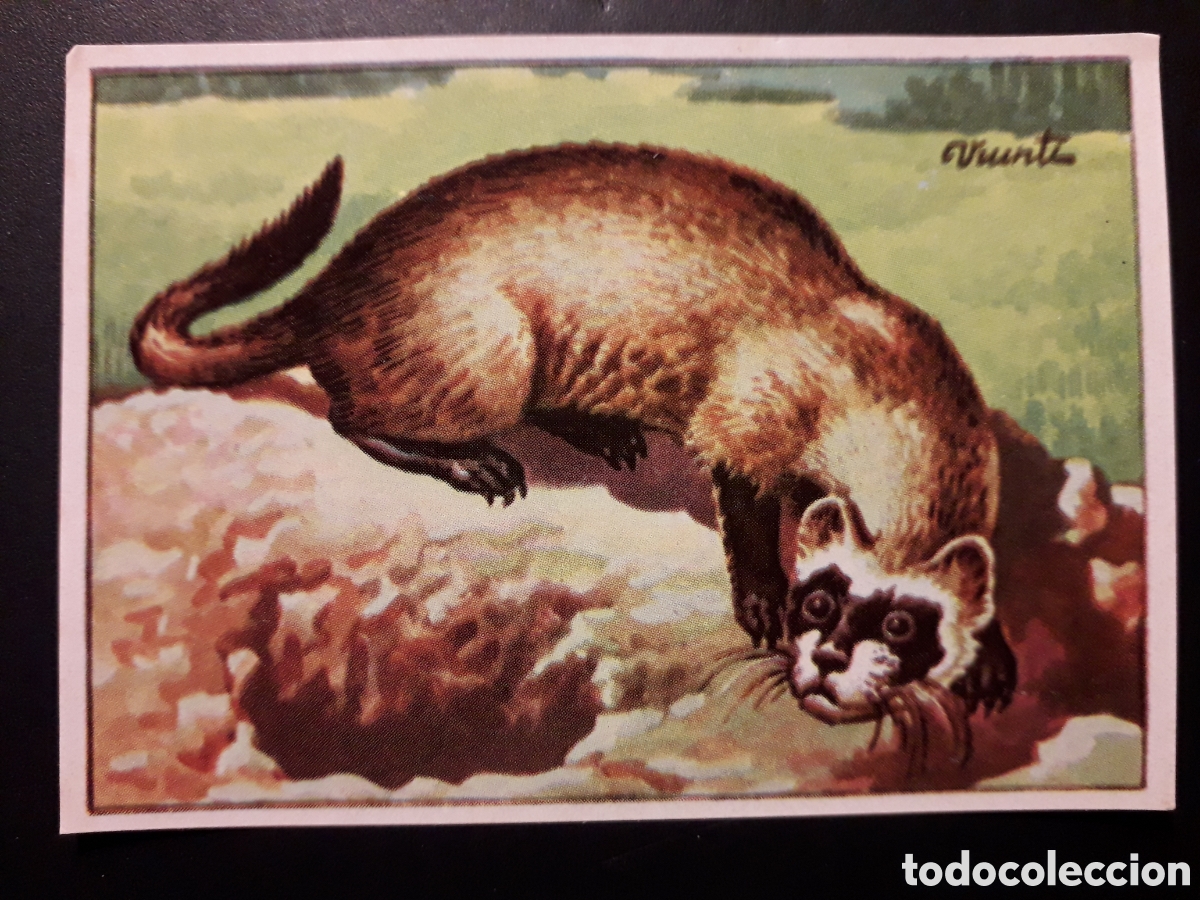 Coleccionismo Cromos antiguos: HUR&Oacute;N MAM&Iacute;FERO HISTORIA NATURAL II N&deg; 487 ED BRUGUERA 1958 SIN PEGAR PEDIDO M&Iacute;NIMO 3&euro;