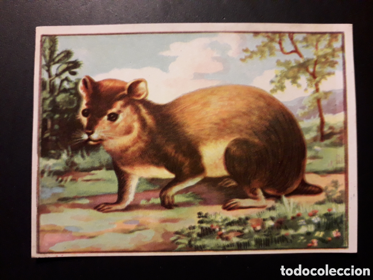 Coleccionismo Cromos antiguos: HORMUSTER MAM&Iacute;FERO HISTORIA NATURAL II N&deg; 489 ED BRUGUERA 1958 SIN PEGAR PEDIDO M&Iacute;NIMO 3&euro;