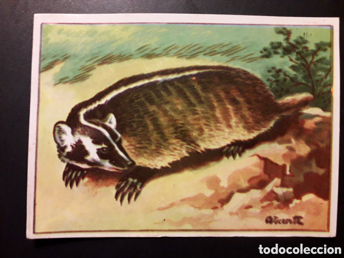 Coleccionismo Cromos antiguos: TEJ&Oacute;N MAM&Iacute;FERO HISTORIA NATURAL II N&deg; 490 ED BRUGUERA 1958 SIN PEGAR PEDIDO M&Iacute;NIMO 3&euro;