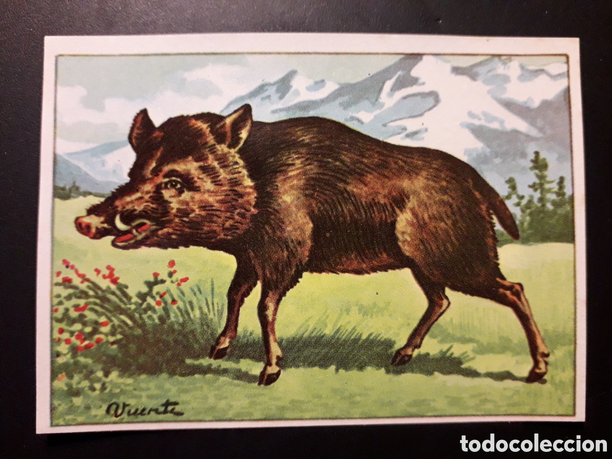 Coleccionismo Cromos antiguos: JABAL&Iacute; MAM&Iacute;FERO HISTORIA NATURAL II N&deg; 491 ED BRUGUERA 1958 SIN PEGAR PEDIDO M&Iacute;NIMO 3&euro;