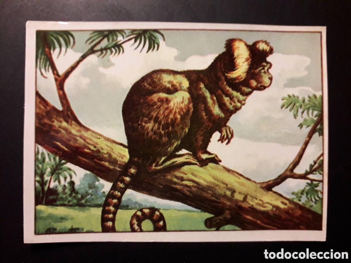 Coleccionismo Cromos antiguos: TIT&Iacute; COM&Uacute;N MAM&Iacute;FERO HISTORIA NATURAL II N&deg; 493 ED BRUGUERA 1958 SIN PEGAR PEDIDO M&Iacute;NIMO 3&euro;.